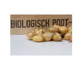 Ui - plantui, Sturon maat 10/22, 500g * Ui - plantui, Sturon maat 10/22, 500g *