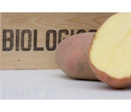 Pootaardappelen, Raja (rood) maat 28/40, 1,38 kg (50 stuks) - BIO Pootaardappelen, Raja (rood) maat 28/40, 1,38 kg (50 stuks) - BIO