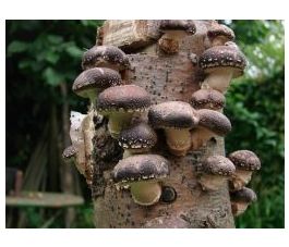 Shiitake (200 stuks) Shiitake (200 stuks)