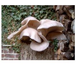 Blauwe oesterzwam - Pleurotus ostreatus - 200 entpluggen