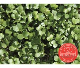 Kiemgroente Rucolakers 30g *