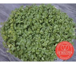 Kiemgroente Broccolikers 25g - BIO