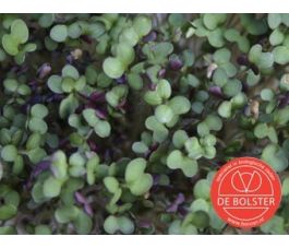 Kiemgroente Mosterdkers Sinapsis alba 50g - BIO