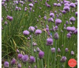 Bieslook - fijn - BIO