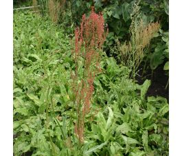 Rumex ambiguus - Tuinzuring - BIO - 50% korting wegens verminderde kiemkracht