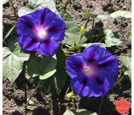 Blauwe winde - Ipomoea purpurea - BIO