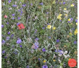 Bloemenmengsel - Akkerbloemen - BIO