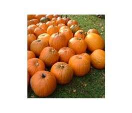 Pompoen - Jack'o lantern - BIODYNAMISCH