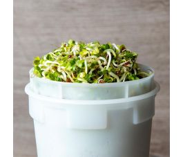 Radijskers 'Daikon' - BIO