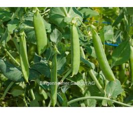 Doperwt - Wunder von Kelvedon - BIO