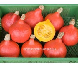 Pompoen - Red Kuri (Hokkaido) - BIODYNAMISCH