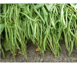 Struikboon - Domino - BIO