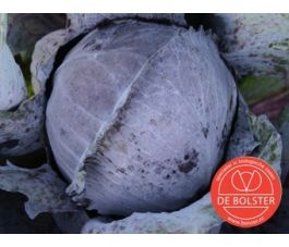 Rode kool - Langedijker Bewaar 2 - BIO