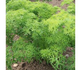 Bladmosterd - Golden Frills - BIO