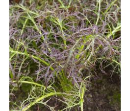 Bladmosterd - Purple Frills - BIO