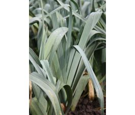 Winterprei - Mechelse blauwgroene - selectie Akelei - BIO