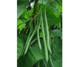 Staakboon/Stokslaboon - Cobra - BIO