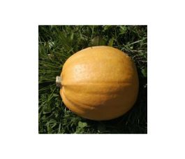 Pompoen - Melonette Jaspée de Vendée - BIO