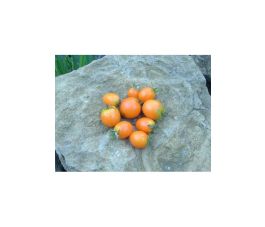 Tomaat - Ida Gold - BIO