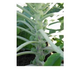 Spruitkool - De Rosny - BIO