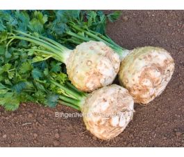 Knolselder - Monarch - BIODYNAMISCH