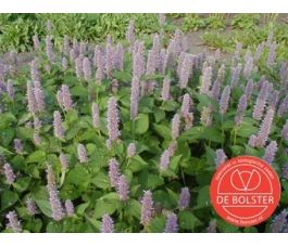 Agastache foeniculum - Dropplant - BIO