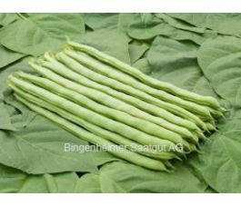 Staakboon/Stokslaboon - Neckarkönigin - BIODYNAMISCH