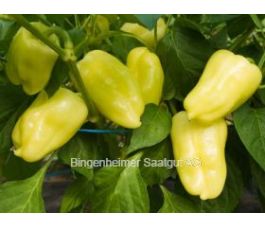 Paprika - Pusztagold - BIODYNAMISCH