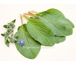 Borago officinalis - Bernagie (komkommerkruid) - 1,5 g - BIODYNAMISCH