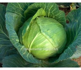 Witte kool - Holsteiner platter - BIODYNAMISCH