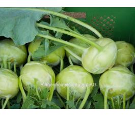 Koolrabi wit - Orinoko (Noriko) - BIODYNAMISCH