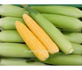 Suikermaïs - Golden bantam - BIODYNAMISCH