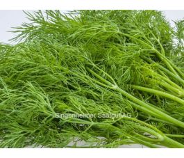 Anethum graveolens - Dille - BIODYNAMISCH