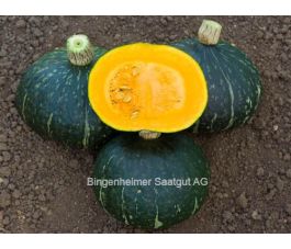 Pompoen - Green Hokkaido - BIO