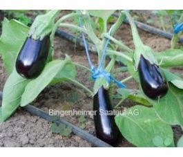 Aubergine - de Barbentane - BIO - 50% korting wegens verminderde kiemkracht