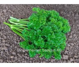 Peterselie - Grüne Perle 2 - BIODYNAMISCH