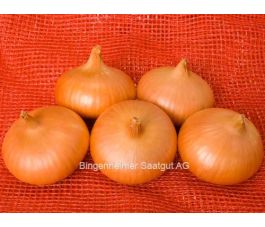 Ui - witgeel - Stuttgarter Riesen - BIO