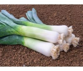 Prei - Herbstriesen 2/Hannibal - BIODYNAMISCH