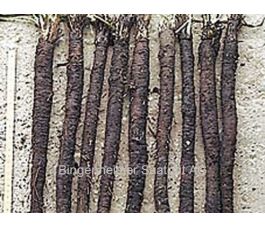 Schorseneer - Hoffmanns Schwarze Pfahl - BIODYNAMISCH