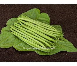 Struikboon/Stamslaboon filet - Cupidon - BIO