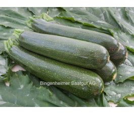 Courgette - Serafina - BIODYNAMISCH
