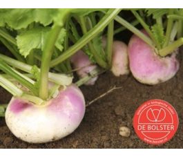 Raap - Milanese witte roodkop - BIO