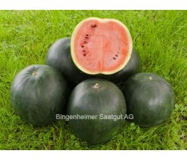 Watermeloen - Sugar Baby - BIODYNAMISCH