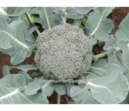 Broccoli - Calinaro - BIO