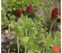 Inkarnaatklaver 75g - BIO