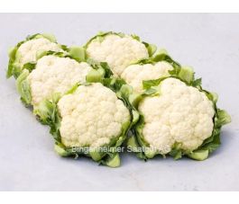 Bloemkool - Tabiro - BIO