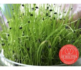 Kiemgroente - Chinese bieslook - 20g - BIO