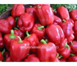 Paprika - Yolo Wonder - BIODYNAMISCH