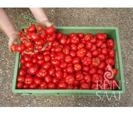 Tomaat, Marglobe *bd