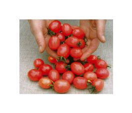 Tomaat - Principe Borghese - BIO